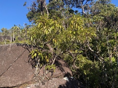 Polyscias willmottii