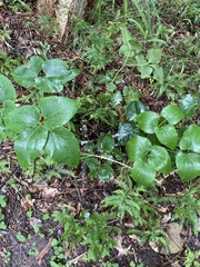 Knowltonia vesicatoria