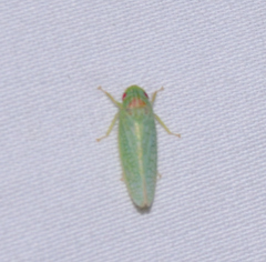Gyponana