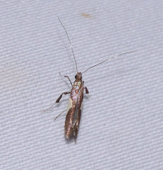 Caloptilia