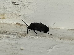 Penthe pimelia