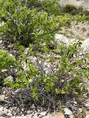 Karwinskia humboldtiana