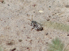 Anthophorula