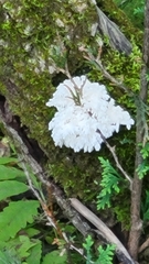 Hericium coralloides