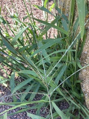 Digitaria sanguinalis
