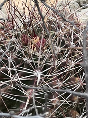 Hamatocactus hamatacanthus hamatacanthus