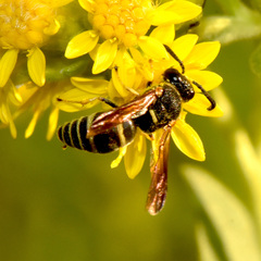 Euodynerus foraminatus