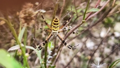 Argiope bruennichi