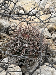Hamatocactus hamatacanthus hamatacanthus
