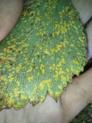 Melampsoridium betulinum