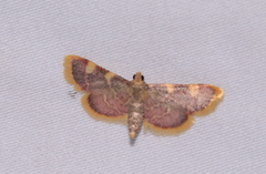 Hypsopygia costalis