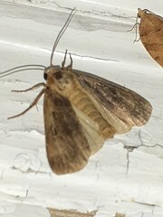 Spodoptera frugiperda