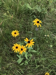 Rudbeckia