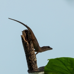 Anolis sagrei