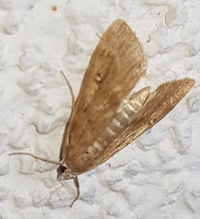 Parapoynx stratiotata