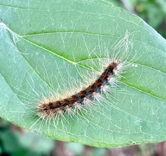 Hyphantria cunea