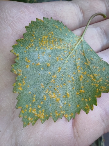 birch rust