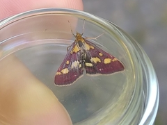 Pyrausta