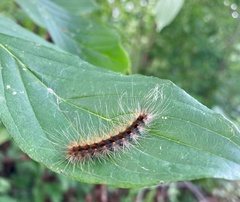 Hyphantria cunea