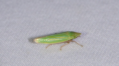 Draeculacephala robinsoni