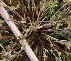 Juncus ranarius