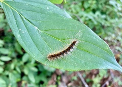 Hyphantria cunea
