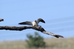 Elanus caeruleus caeruleus