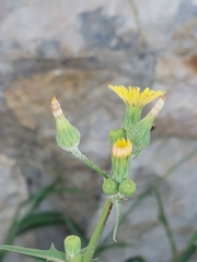 Sonchus tenerrimus