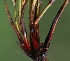 Juncus ranarius