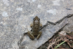 Fejervarya multistriata