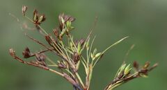 Juncus ranarius