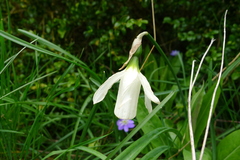 Narcissus moschatus