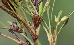 Juncus ranarius
