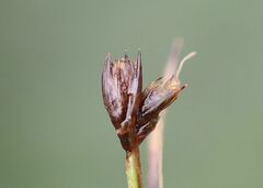 Juncus ranarius