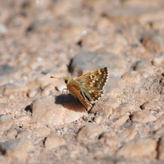 Muschampia proto