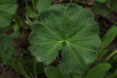 Alchemilla glabricaulis