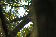 Certhia brachydactyla