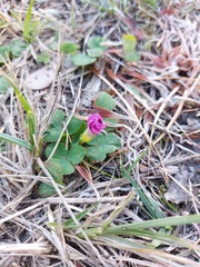 Oxalis purpurea