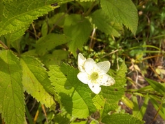 Parnassia glauca