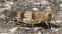 Oedipoda charpentieri