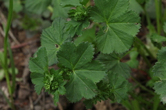 Alchemilla glabricaulis