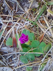 Oxalis purpurea