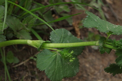 Alchemilla glabricaulis
