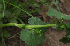 Alchemilla glabricaulis