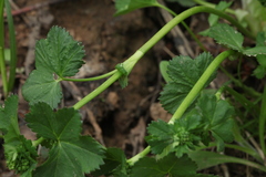 Alchemilla glabricaulis