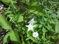 Parnassia glauca