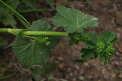 Alchemilla glabricaulis