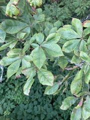 Aesculus flava