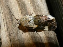 Acontia lucida