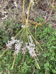 Struthiola dodecandra
